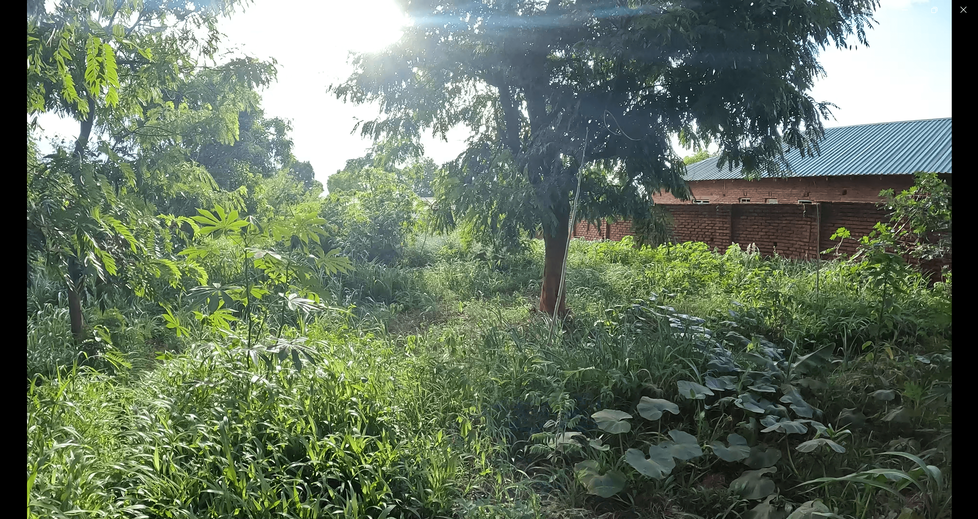 Jardin luxuriant et ensoleillé avec arbres, plantes et maison en briques au toit vert.