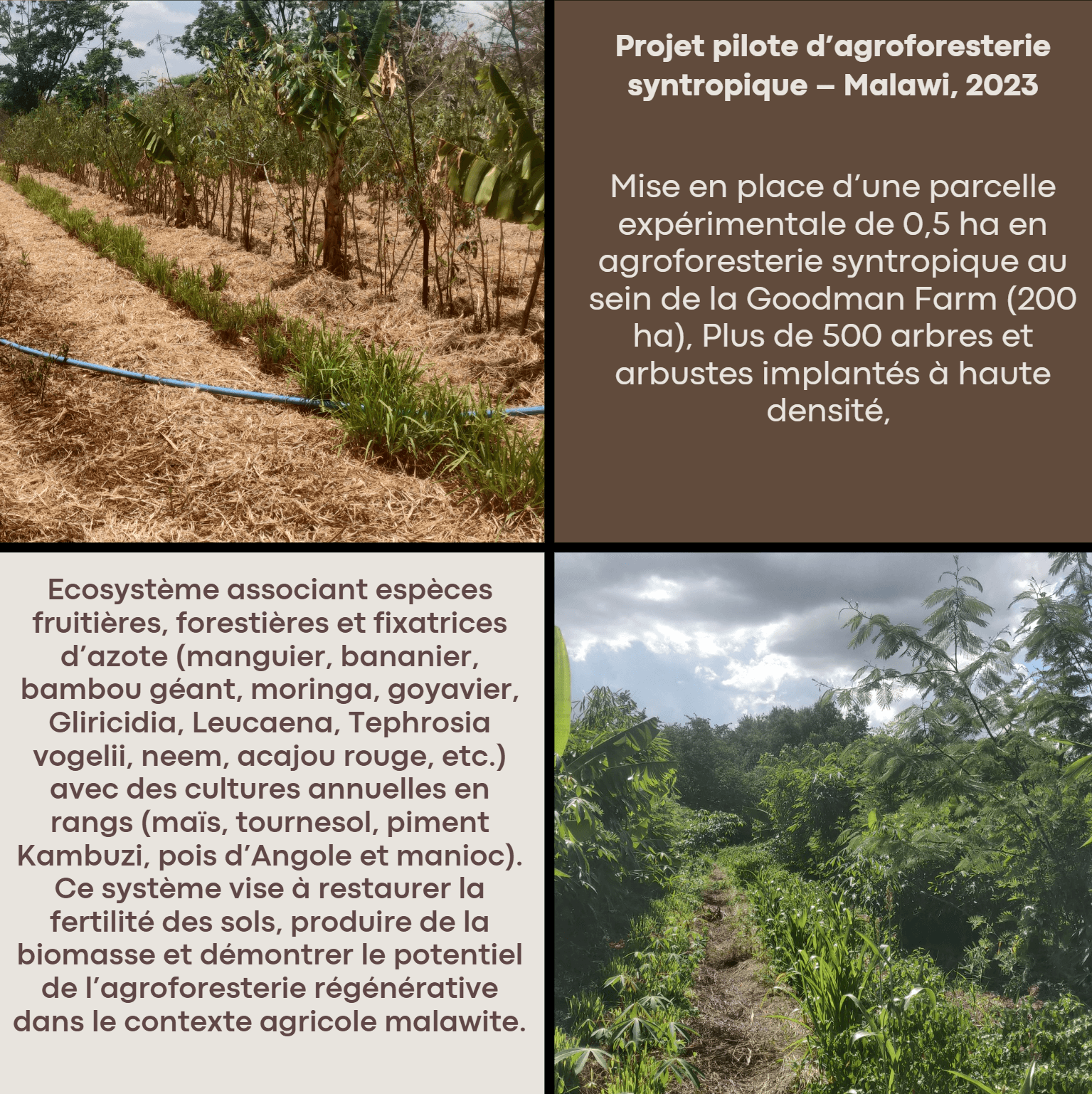 Projet d'agroforesterie syntropique au Malawi illustrant des cultures paillées et une végétation tropicale dense.