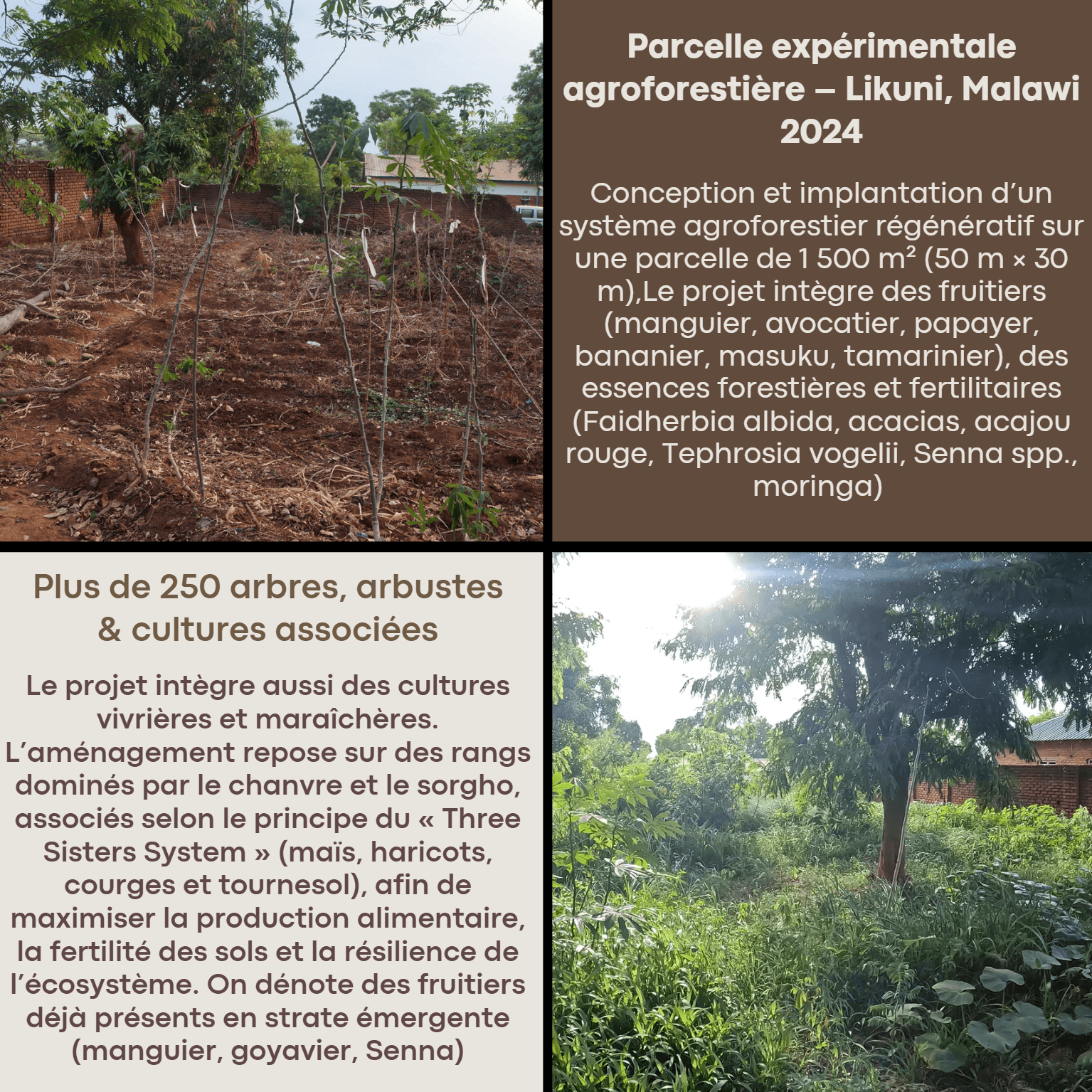 Collage présentant une parcelle agroforestière au Malawi avec photos de végétation et textes explicatifs.