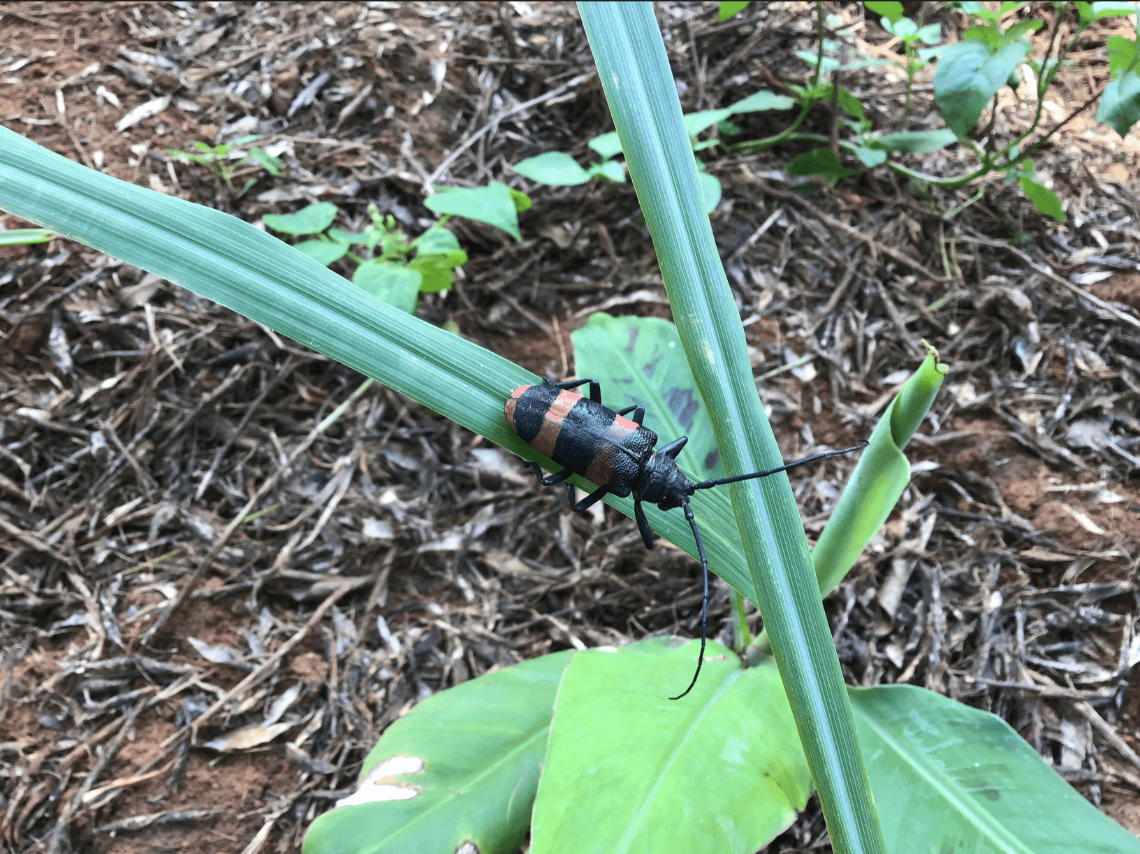 Coléoptère aux rayures noires et rouges avec de longues antennes sur une feuille verte.