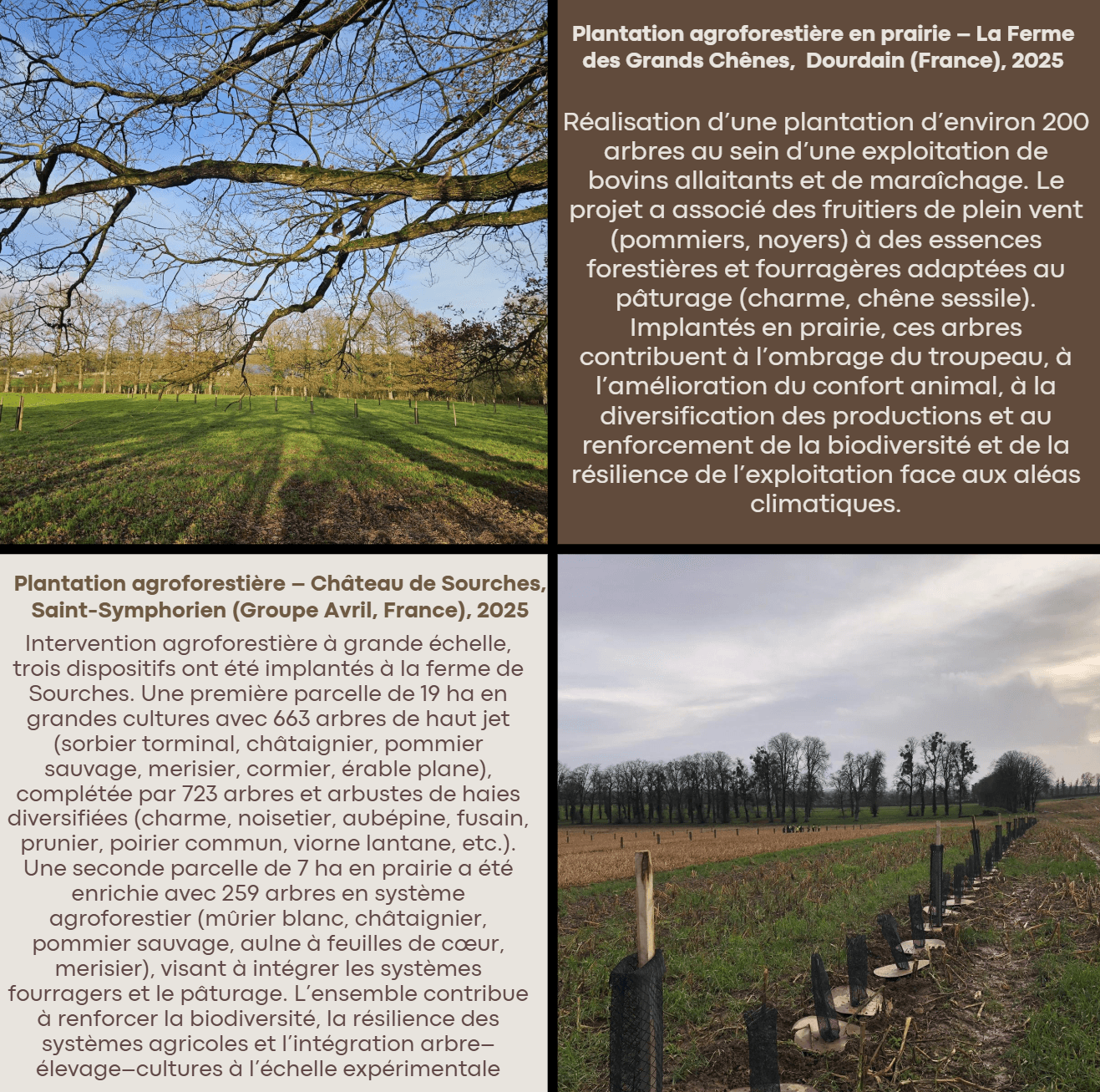 Collage présentant des projets agroforestiers français avec photos de jeunes plantations et textes explicatifs.