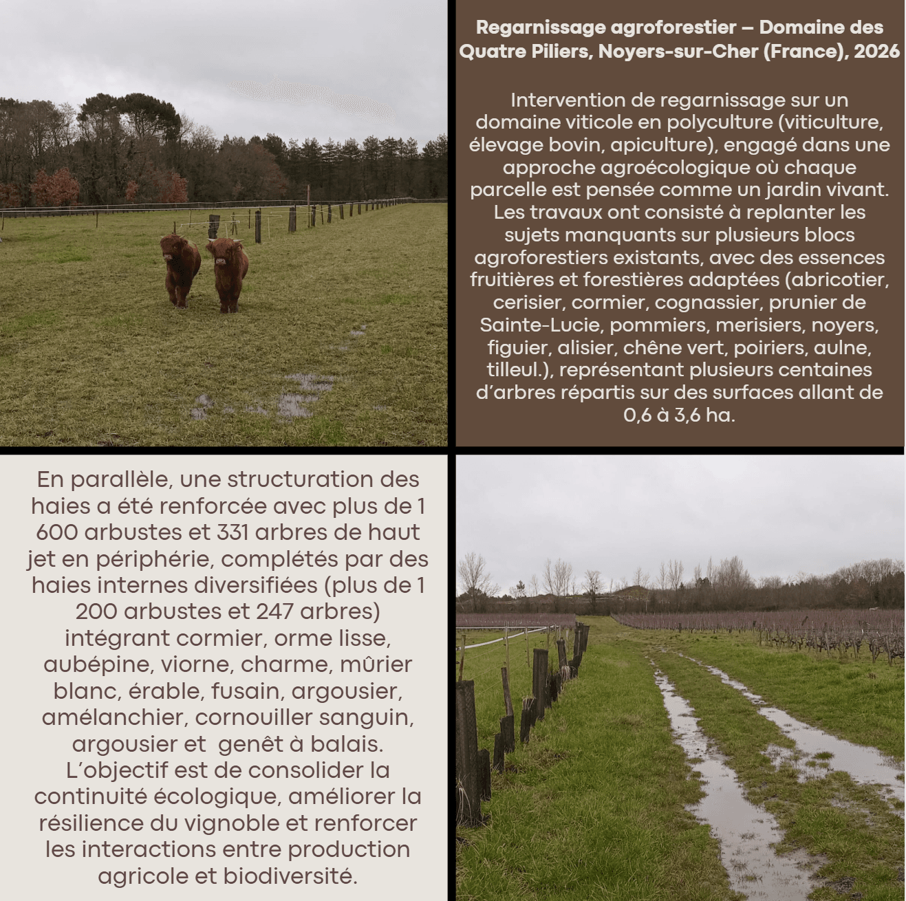 Collage présentant un projet de regarnissage agroforestier français avec des vaches Highland.
