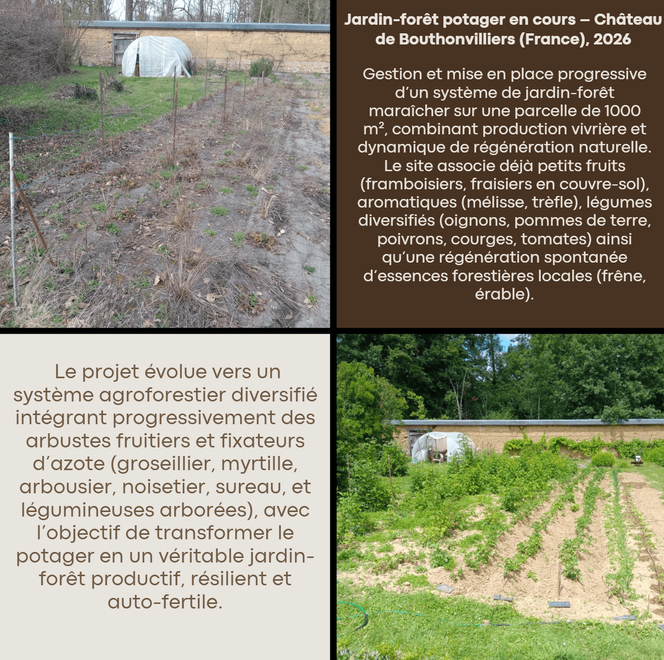 Vues saisonnières d'un jardin-forêt montrant un terrain nu en hiver et verdoyant en été.