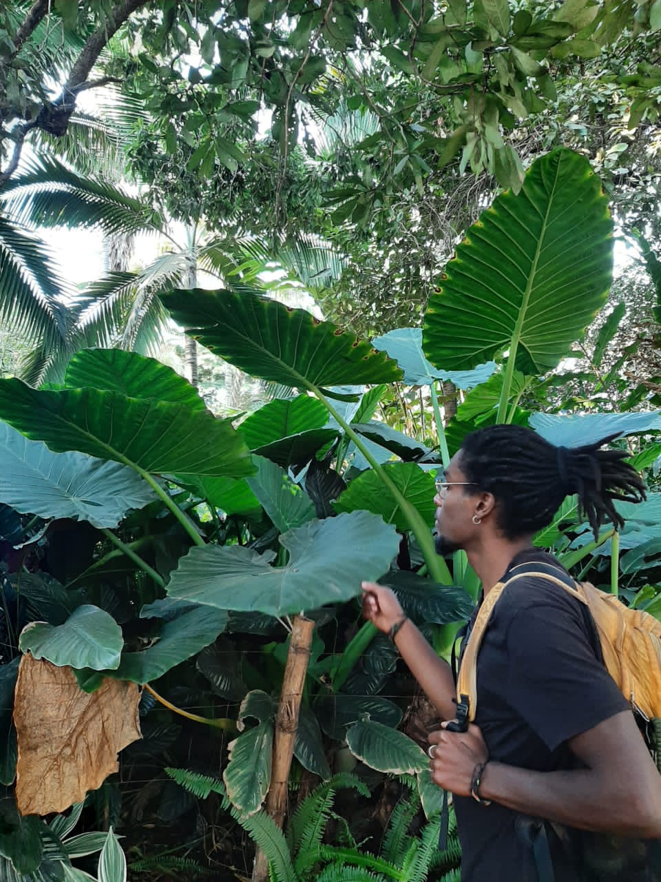 Homme avec sac à dos admirant de gigantesques feuilles tropicales dans une forêt luxuriante.
