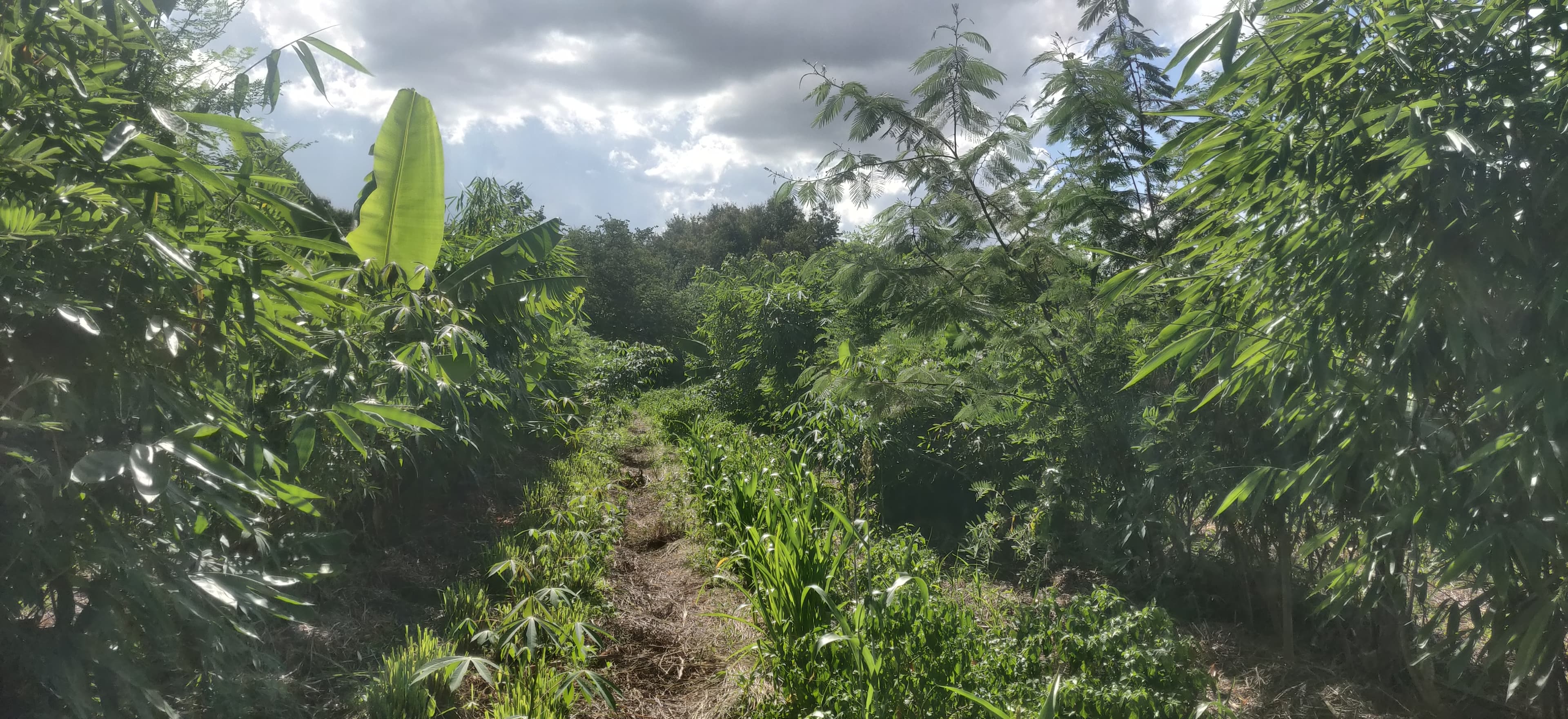 Un sentier étroit serpente à travers une végétation tropicale luxuriante sous un ciel nuageux.