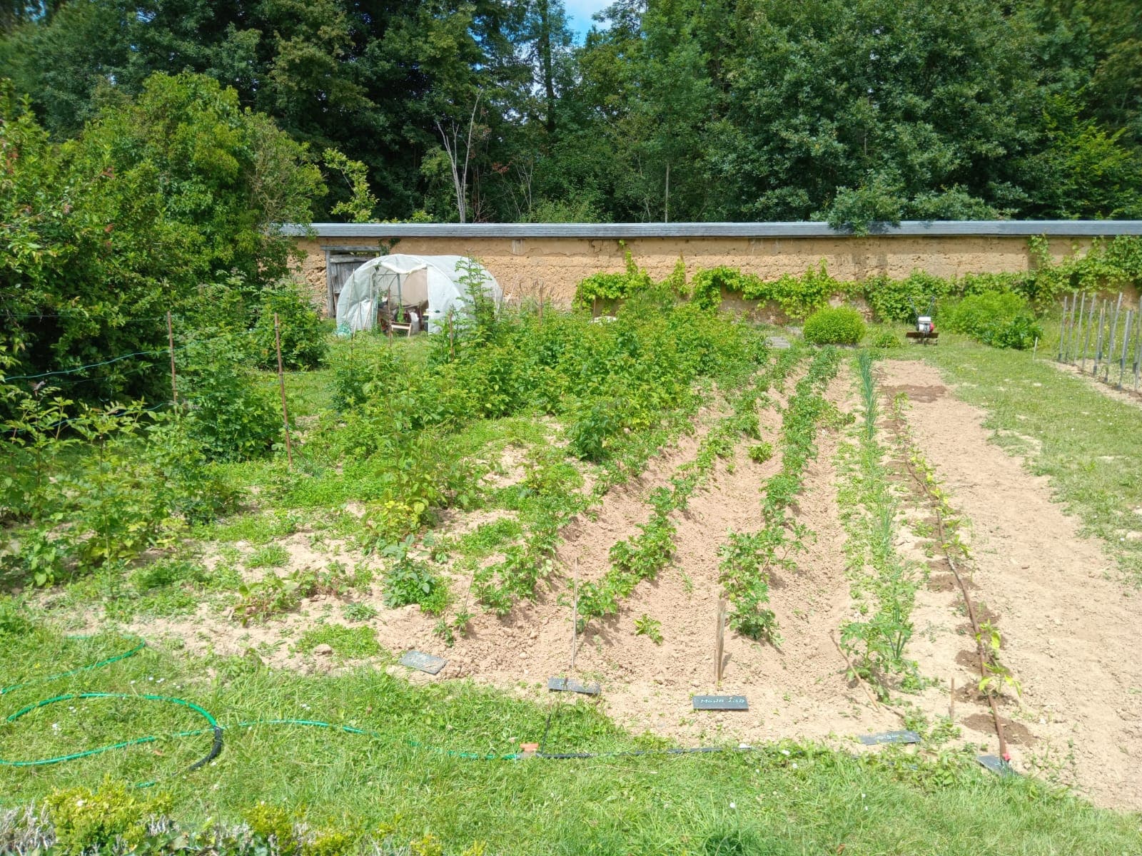 Potager verdoyant avec des rangées de cultures, une petite serre et un vieux mur d'enceinte.