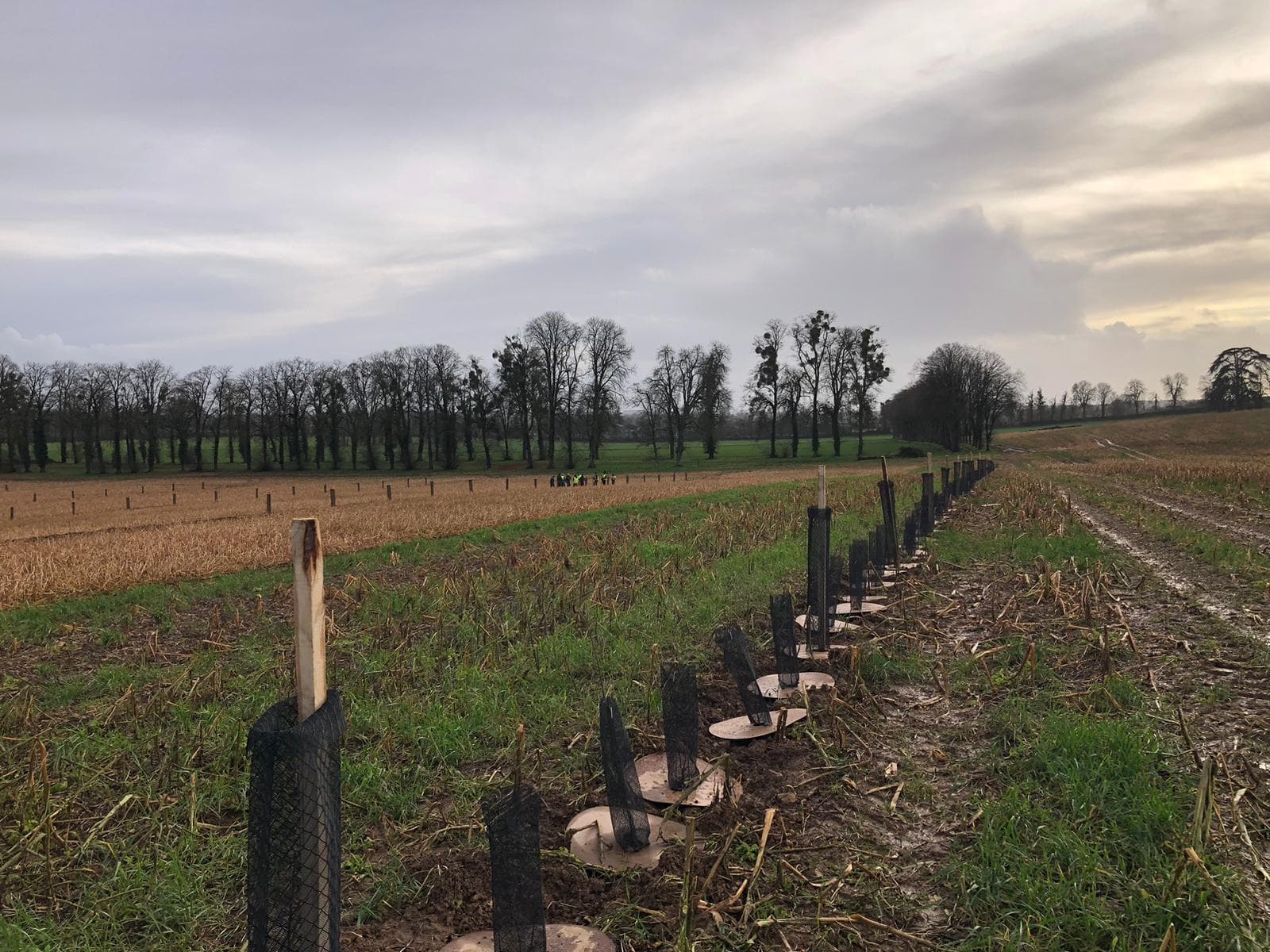 Jeunes arbres protégés par des filets noirs alignés dans un champ sous un ciel gris.
