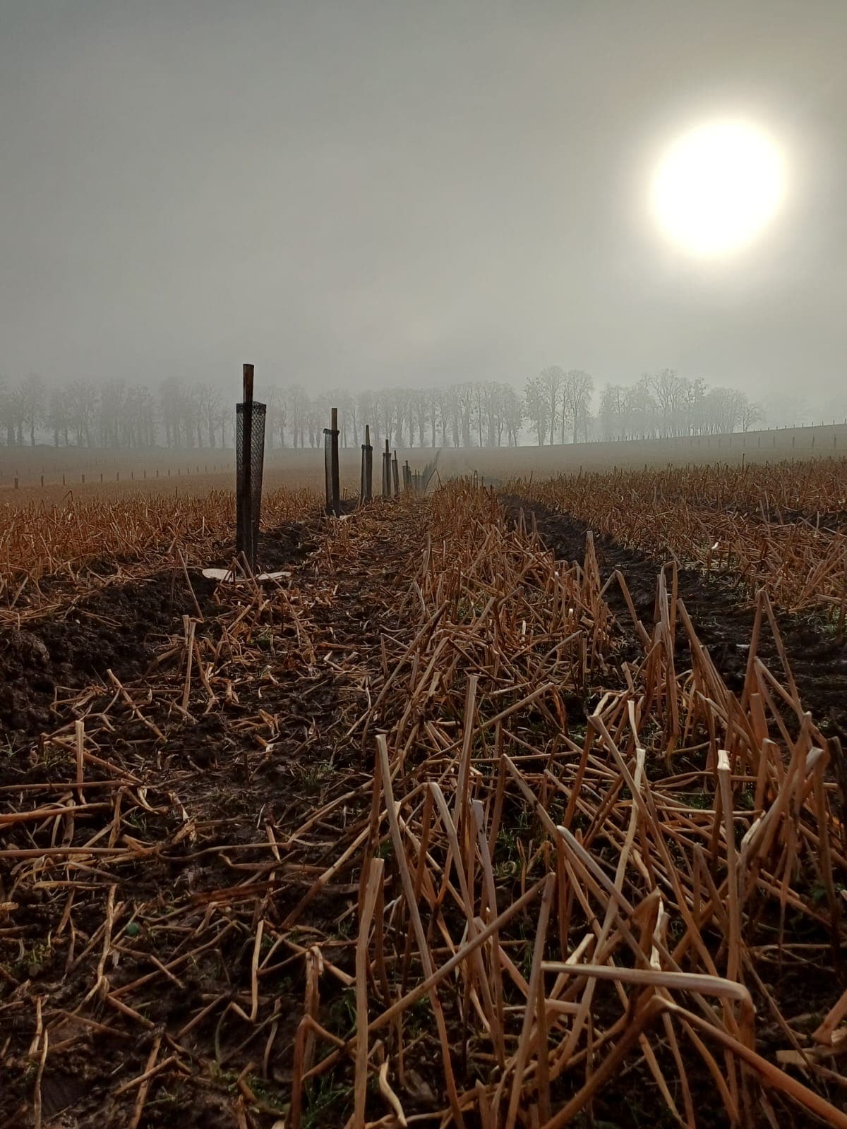 Champ de chaume brumeux avec de jeunes arbres protégés sous un soleil d'hiver voilé.