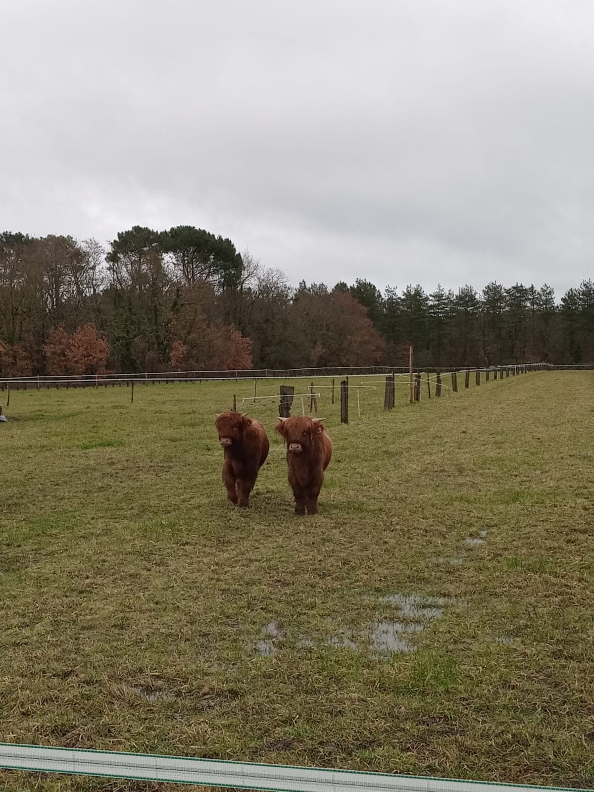 Deux bovins Highland bruns et poilus dans un pâturage boueux avec clôture et forêt.